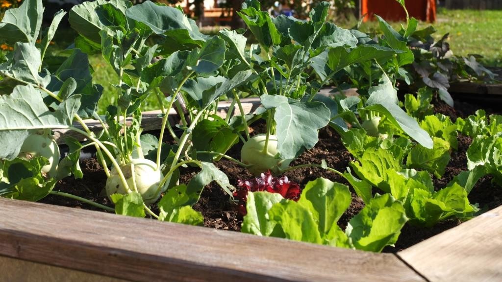 Mischkulturen im Hochbeet