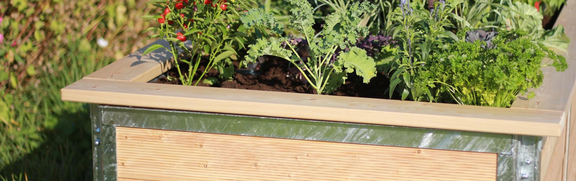 Hochbeet bepflanzt mit Chili, Petersilie und anderem Gemüse hortico garten hochbeet bepflanzt mit chilli