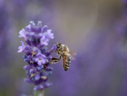 Biene an Lavendel