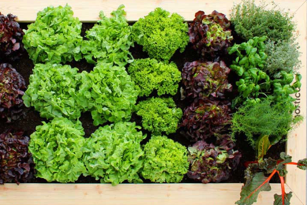 Hochbeet Salate Hochbeet Salate