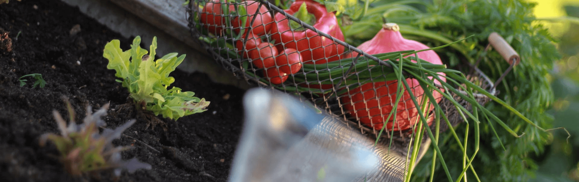 Gemüse aus dem eigenen Hochbeet Gemüse aus dem eigenen Hochbeet