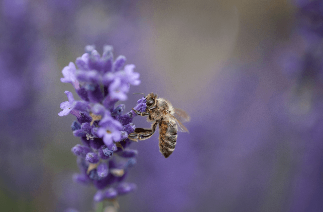 Hochbeet insektenfreundlich
