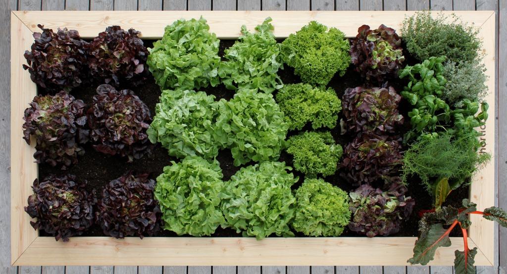 Hochbeet bepflanzt mit Salat Hochbeet bepflanzt mit Salat