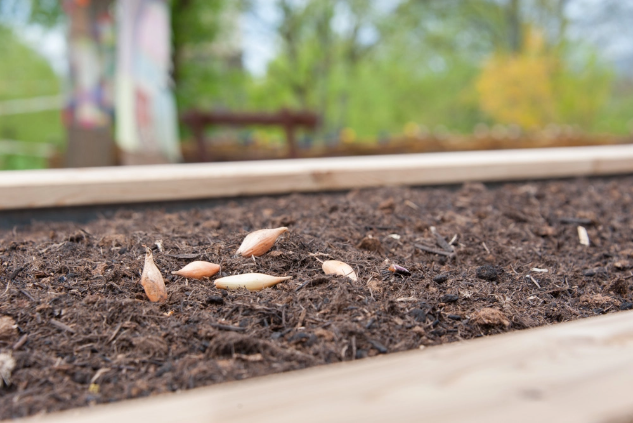 Auf dem Kinder hochbeet liegen Pflanzsamen. So erleben Kinder im Kindergarten oder in der Schule das Wunder der Natur. auf dem kinderhochbeet liegen pflanzsamen