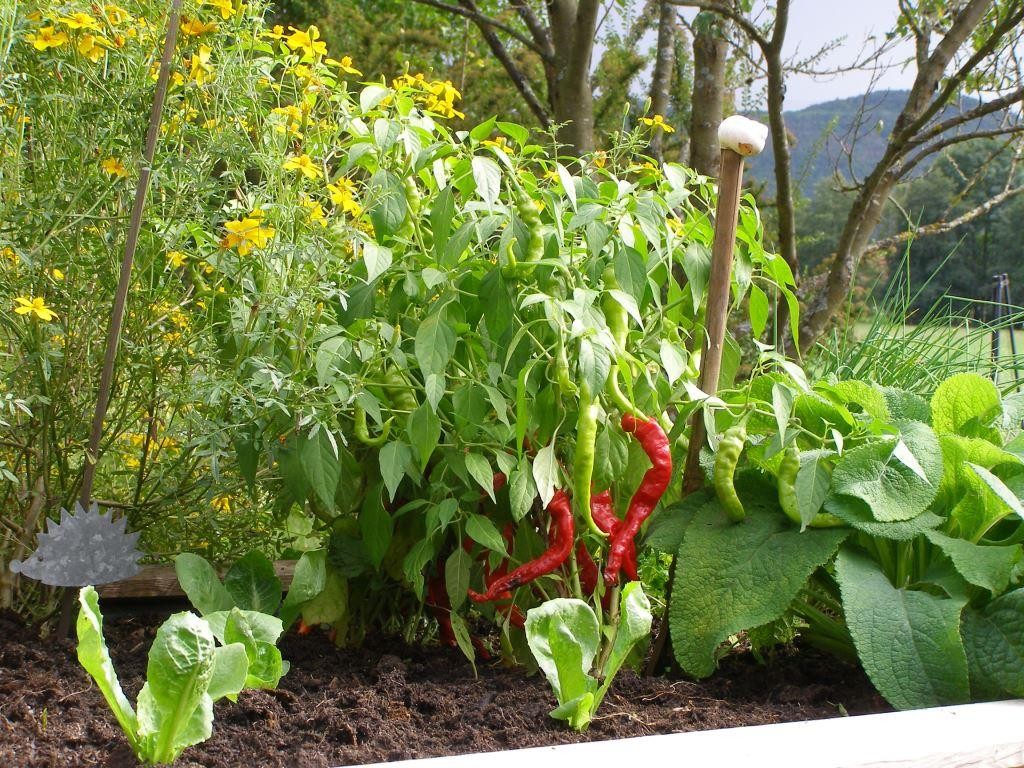 Hochbeet bepflanzt mit Chili